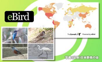 【サイエンスカフェ】みんなでつくる野鳥の地図 野鳥観察データベース eBird講座
